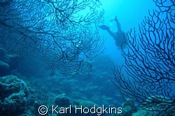 Divers and the Fans by Karl Hodgkins 